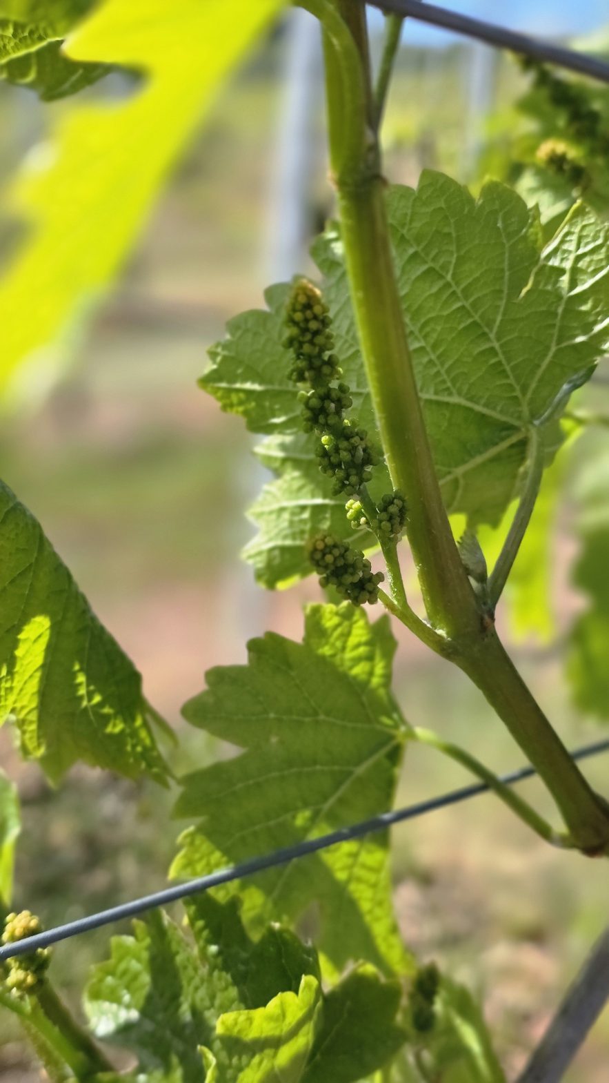 Sauvitage Jungfeld.