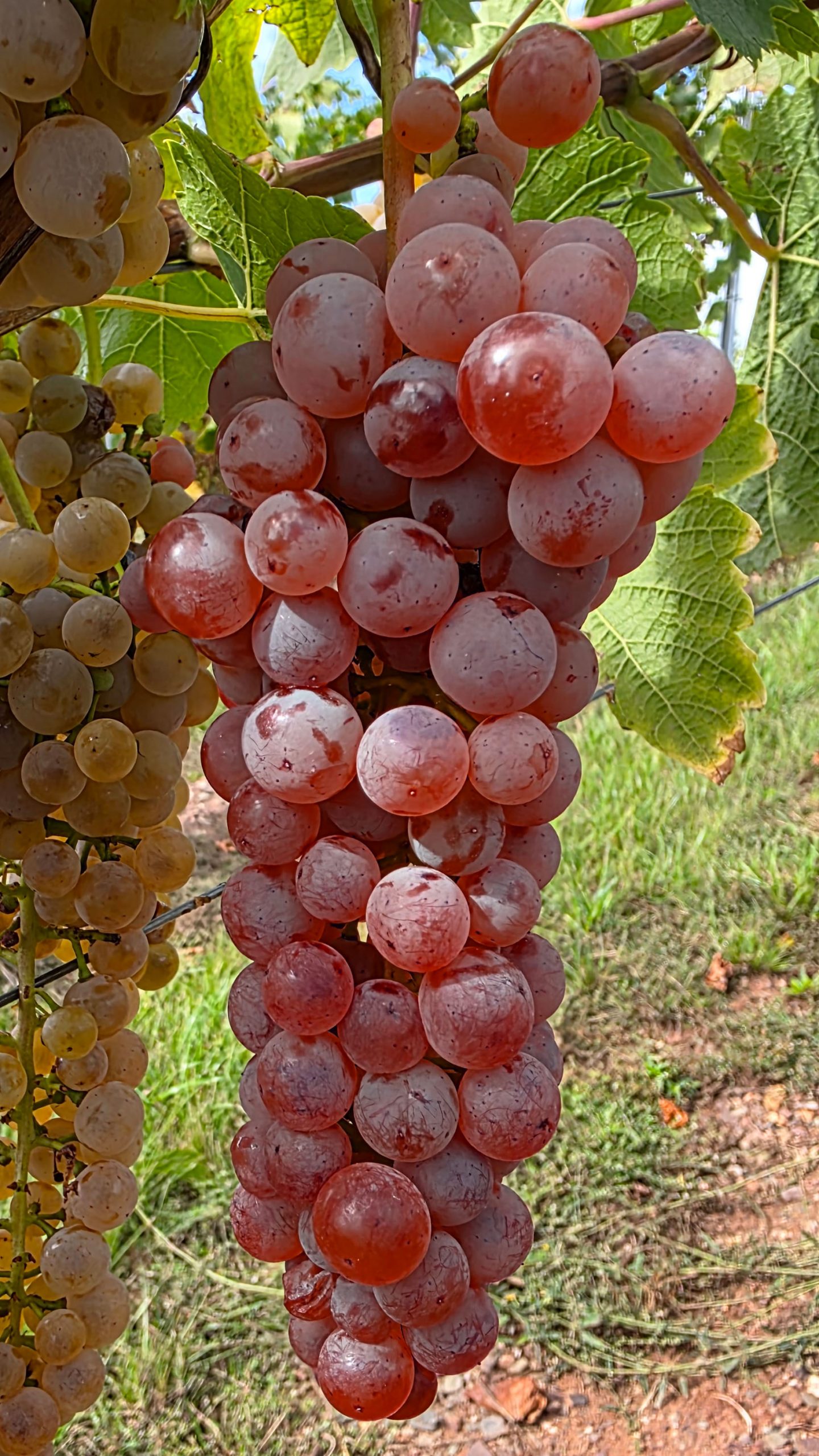 Rote Traube für Roseeweine