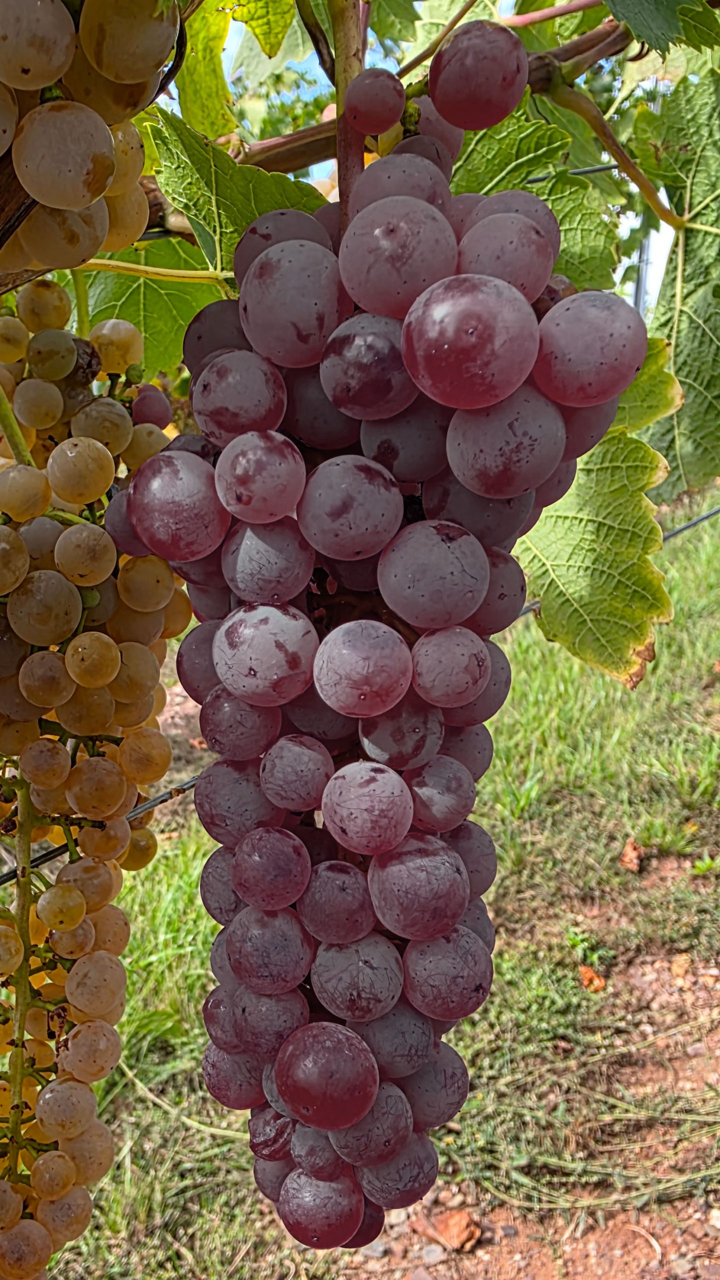 Rotwein Traube im Weinberg