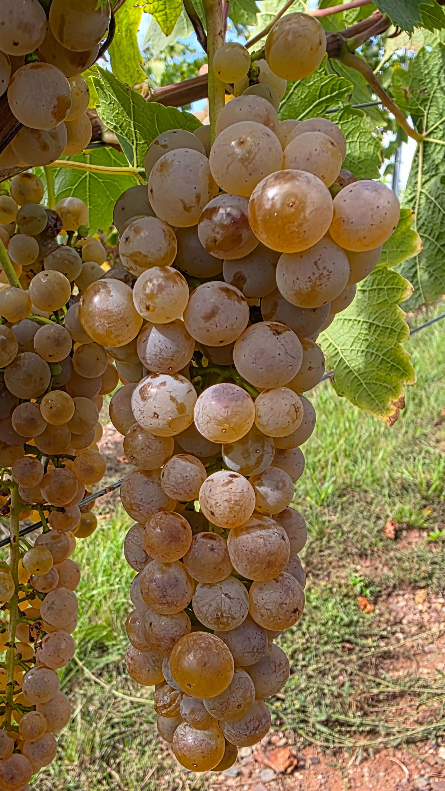 Traube weiße Rebsorte im Weinberg